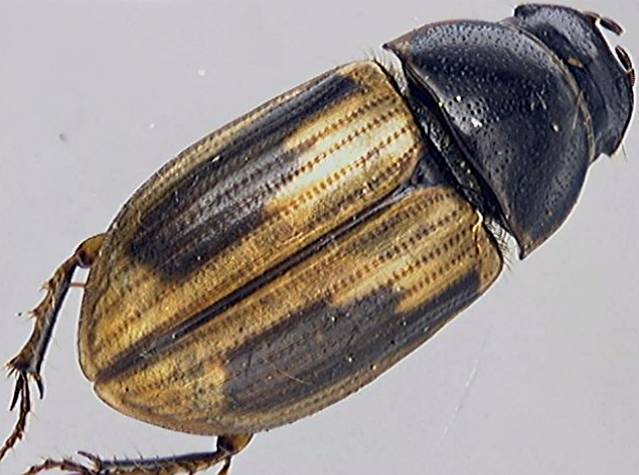 Aphodius prodromus